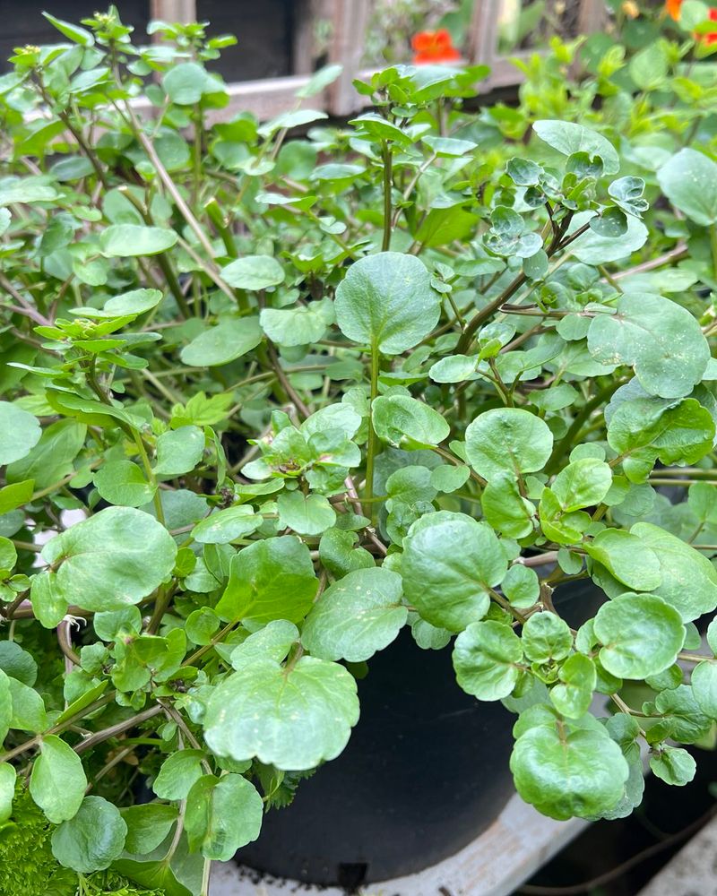 Watercress Adds A Peppery Bite To Freshly Picked Leaves Watercress Adds A Peppery Bite To Freshly Picked Leaves