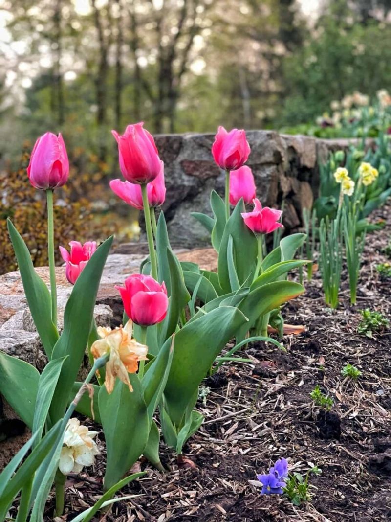 Watering And Mulch Help Bulbs Settle In