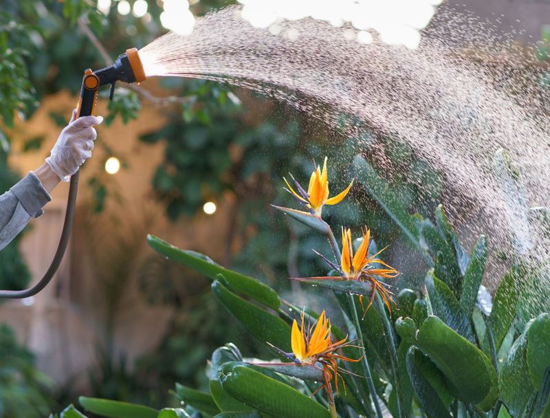Watering Beds Before A Cold Night