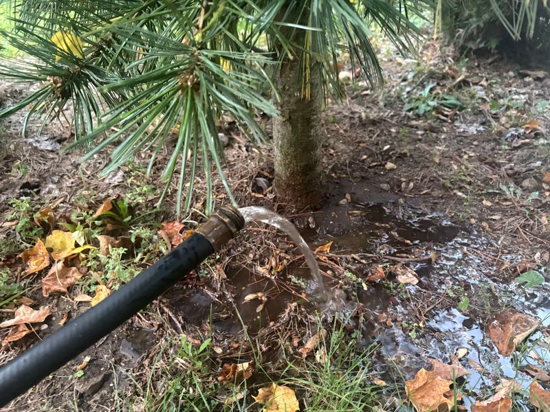 Watering During Dry Fall Weather Helps Evergreens Enter Winter