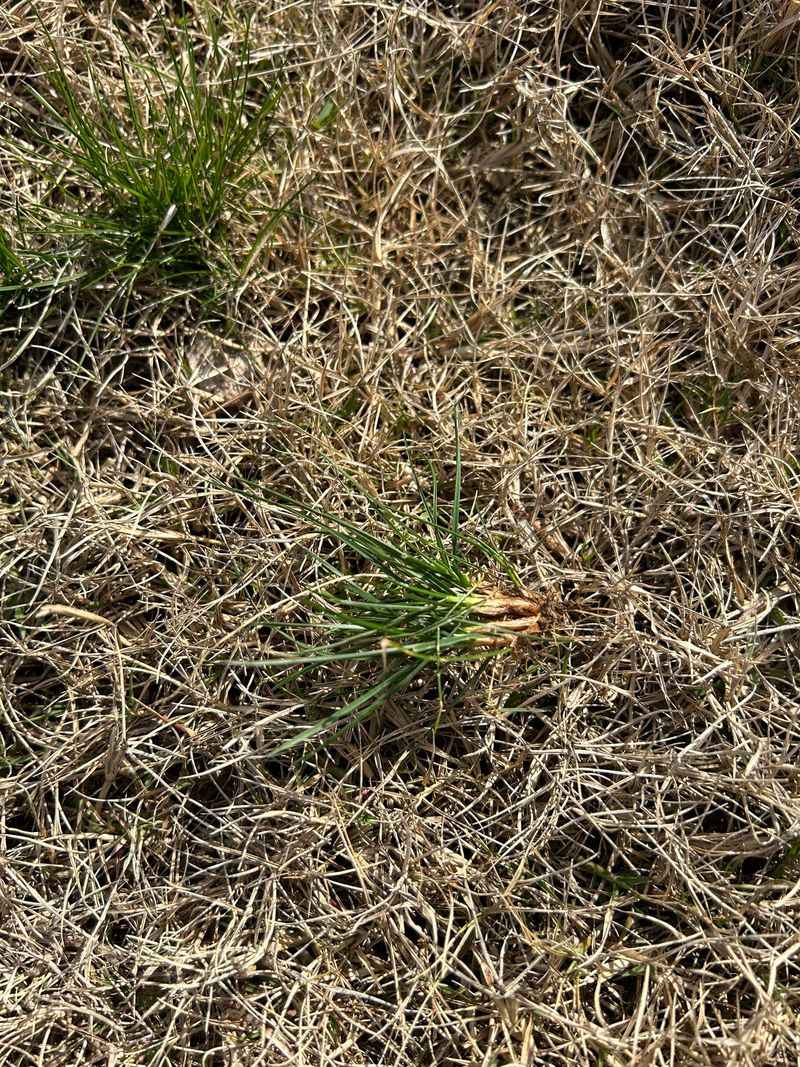 Watering During Dry Spells Reduces Stress Heading Into Winter Watering During Dry Spells Reduces Stress Heading Into Winter
