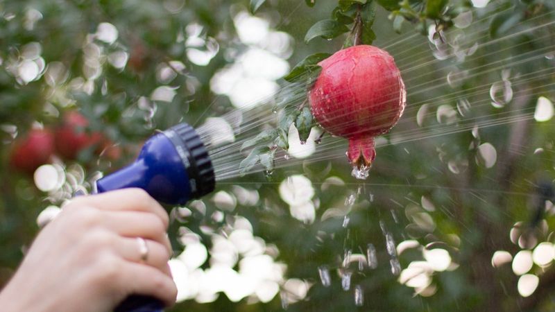 Watering Habits That Can Split Fruit After A Dry Spell Watering Habits That Can Split Fruit After A Dry Spell