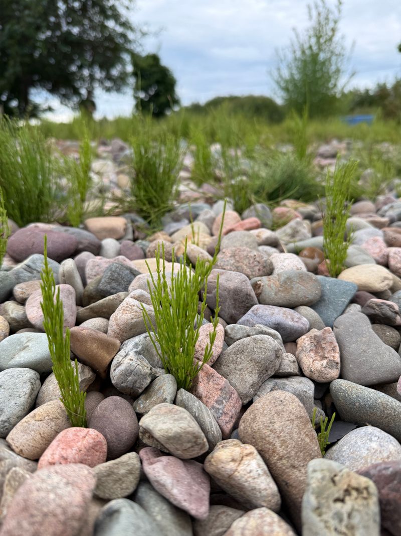 Watering New Gravel Plantings Takes Patience At First Watering New Gravel Plantings Takes Patience At First