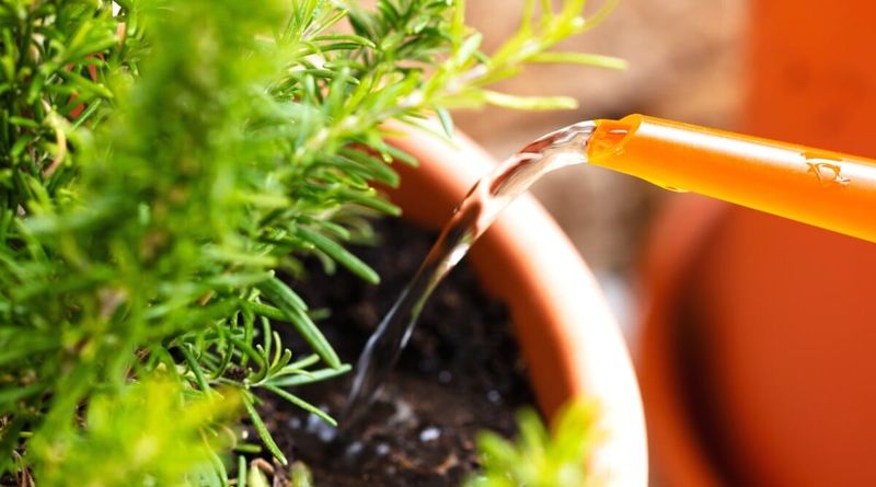 Watering Rosemary The Easy Way