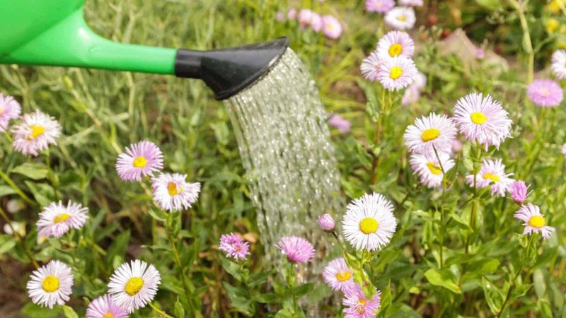 Watering Through The First Cold Weeks