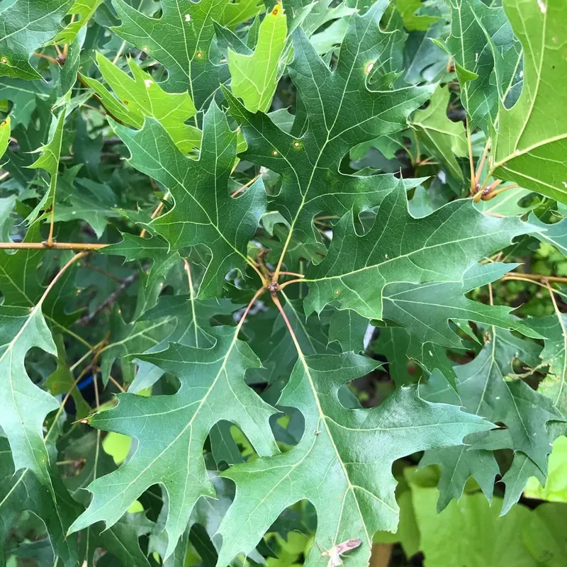 Watering Tips For A Thirsty Tree