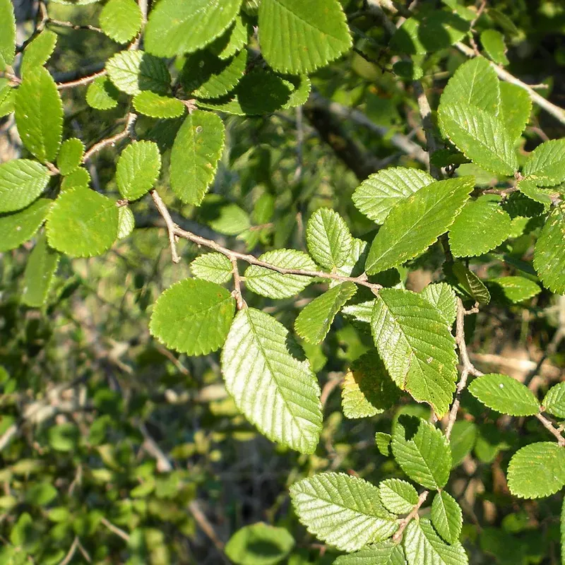 Watering Tips To Get Your Tree Through Winter Watering Tips To Get Your Tree Through Winter