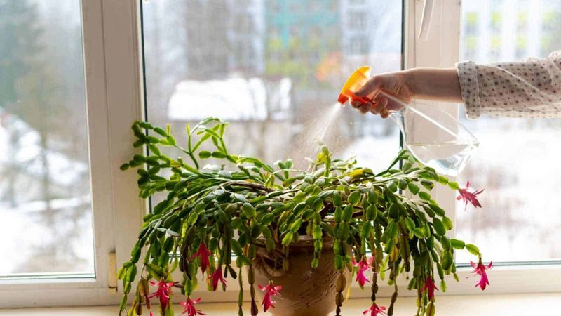Watering Won’t Trigger Flowers, But It Can Save Them Watering Won’t Trigger Flowers, But It Can Save Them