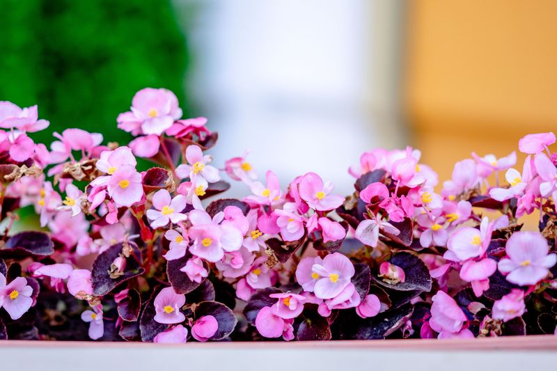 Wax Begonias For Low-Maintenance Little Bloomers Wax Begonias For Low-Maintenance Little Bloomers