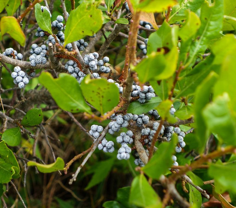 Wax Myrtle For Year-Round Cover And Fruit Wax Myrtle For Year-Round Cover And Fruit