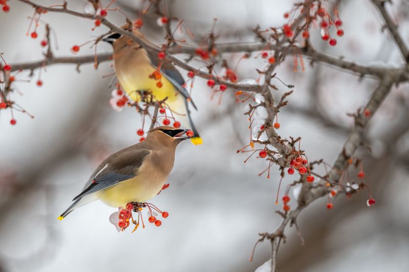 Waxwings, Robins, And Fast Feeding Habits