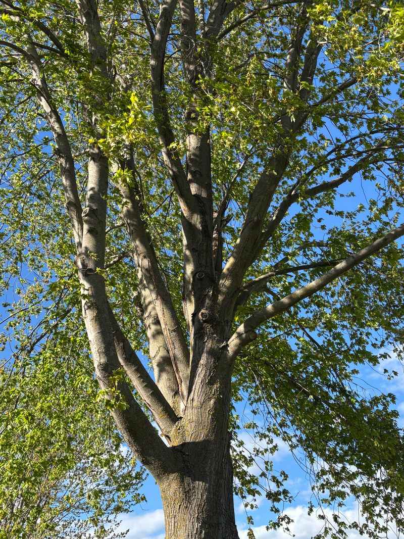 Weak Branch Unions Are More Likely To Split