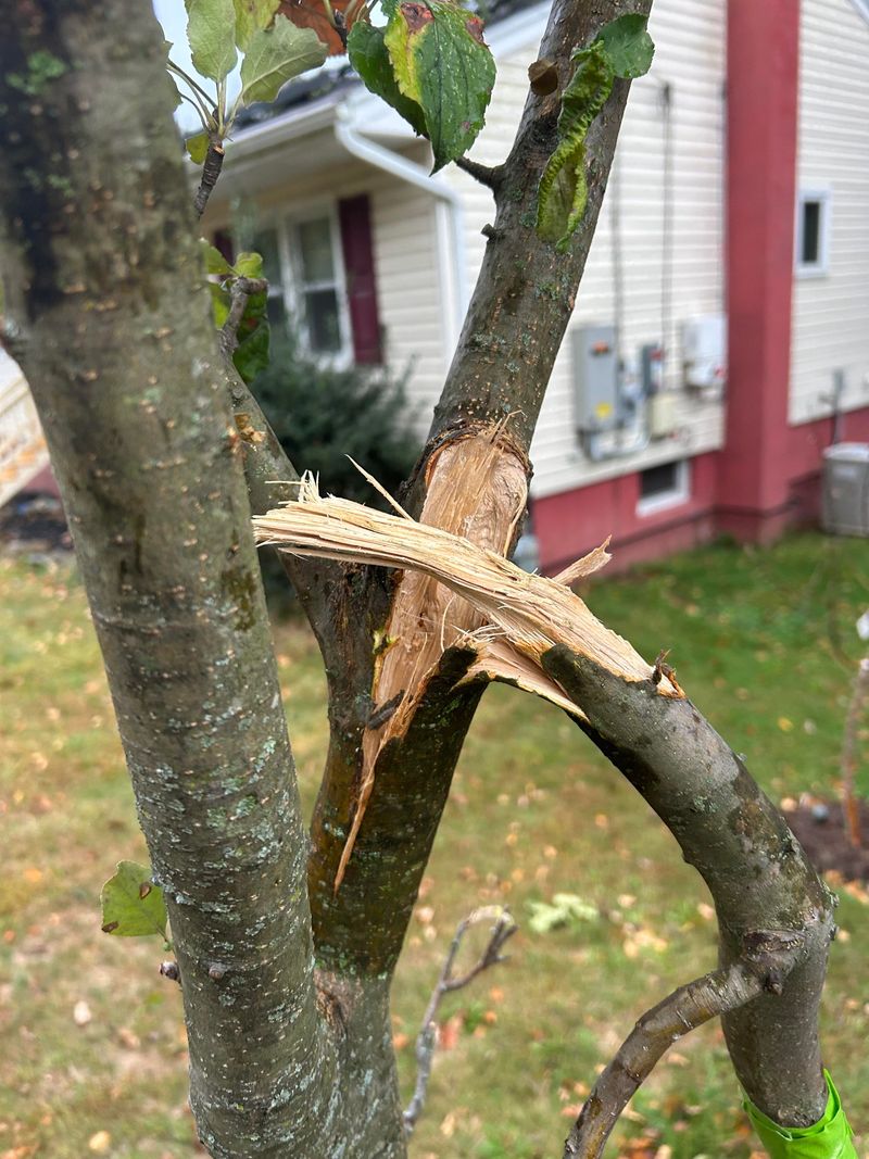 Weak Or Cracked Branches Are Easier To Remove Before Ice Arrives Weak Or Cracked Branches Are Easier To Remove Before Ice Arrives
