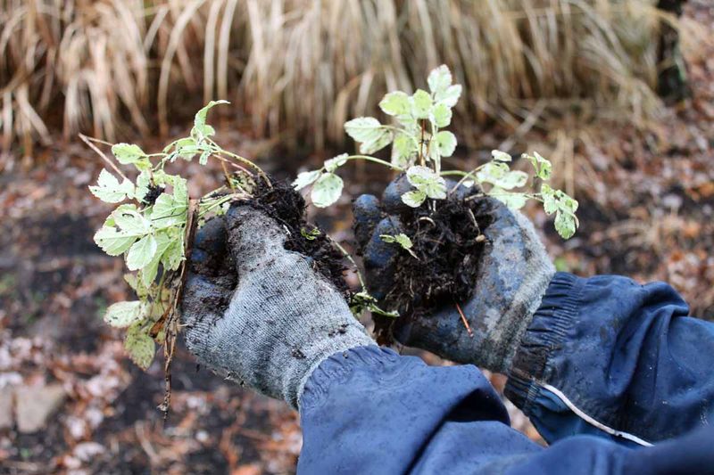 Weakened Clumps May Need A Season Of Rest Before Dividing