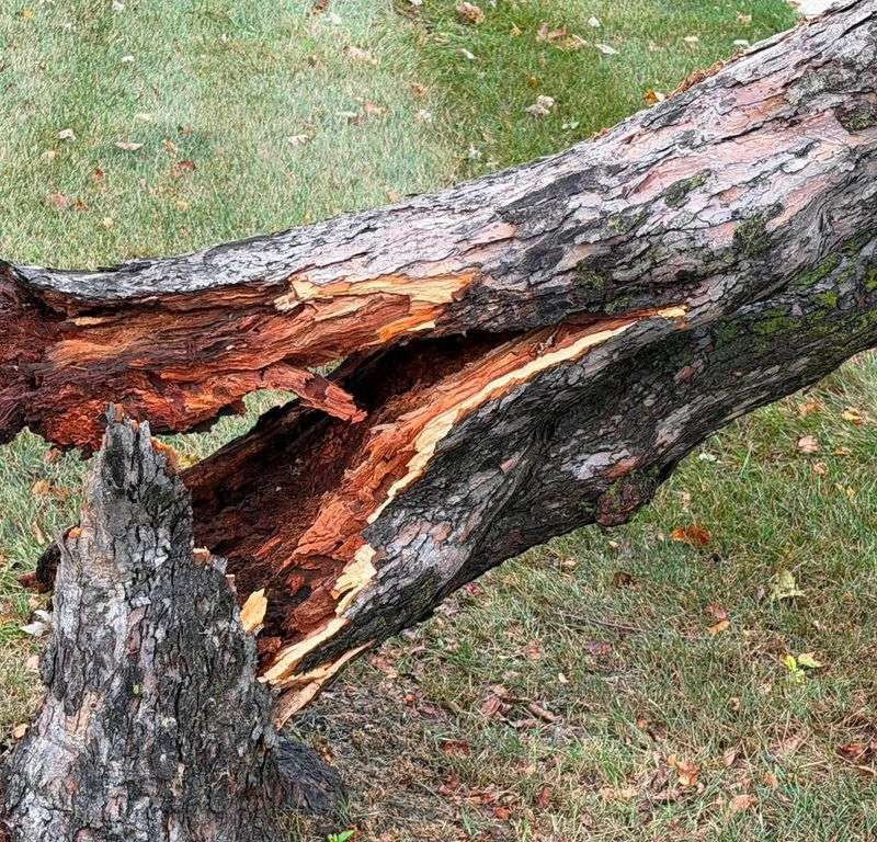 Weakened Roots Can Make A Tree Unstable, So Get It Inspected