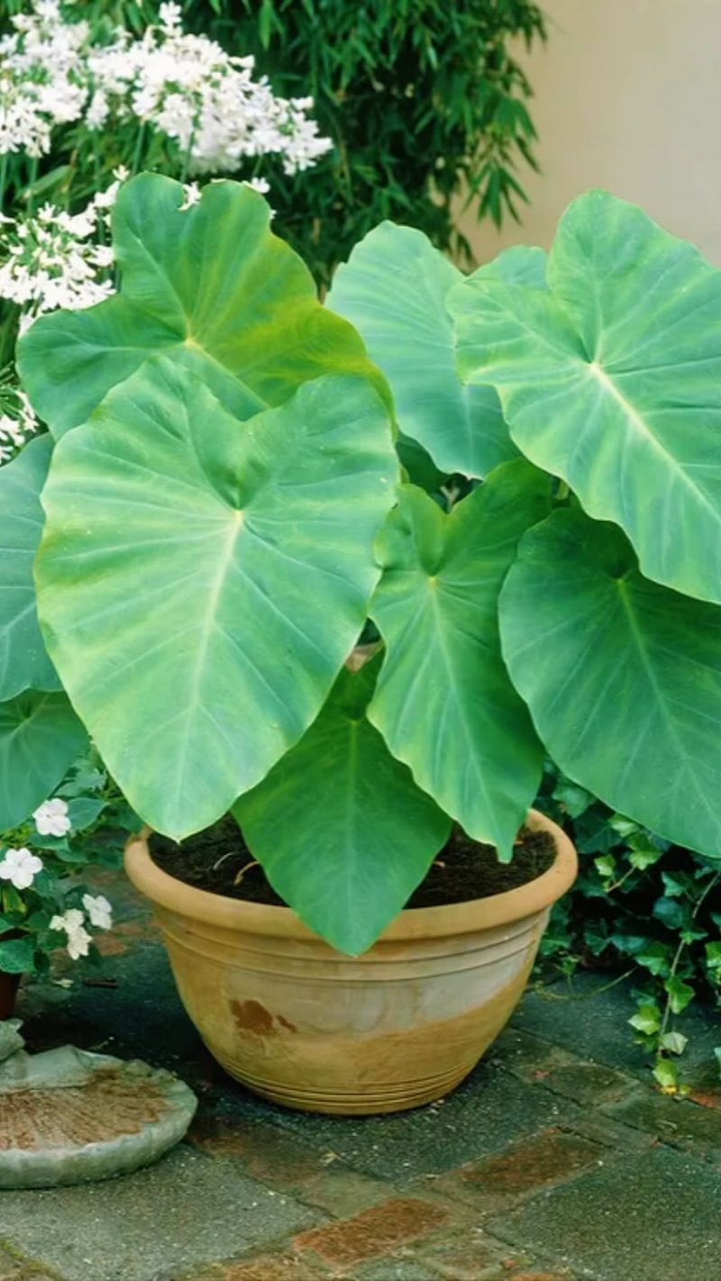Wear Gloves When Handling The Plants