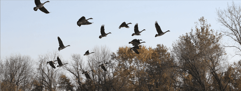 Weather Can Change How High They Fly Weather Can Change How High They Fly