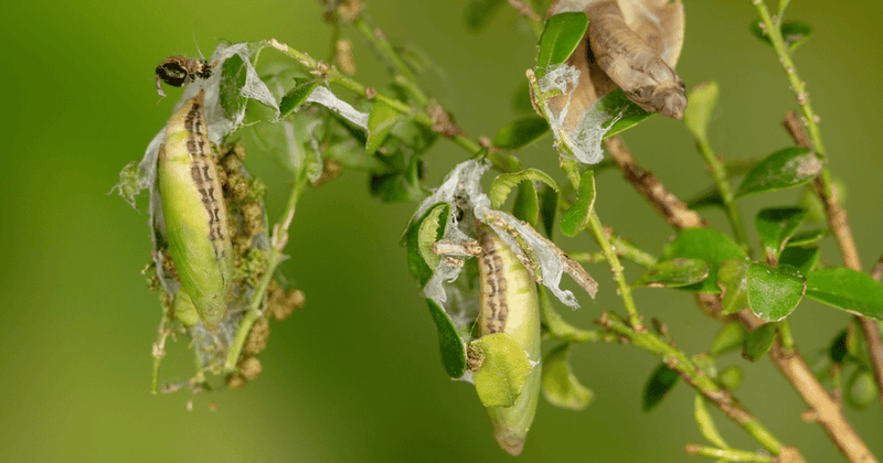 Webbing And Chewed Leaves Are Your First Warning Signs