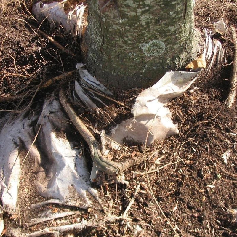 Weed Roots Anchor The Fabric To The Ground