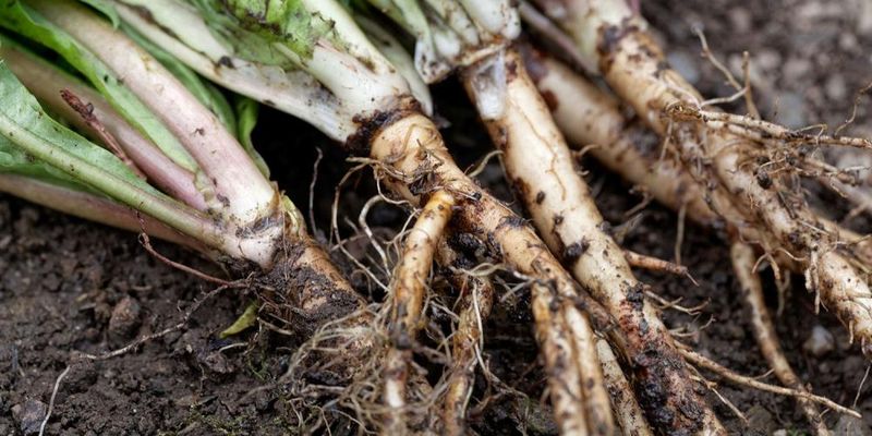 Weed Roots Pull Food Downward As Autumn Days Shorten Weed Roots Pull Food Downward As Autumn Days Shorten