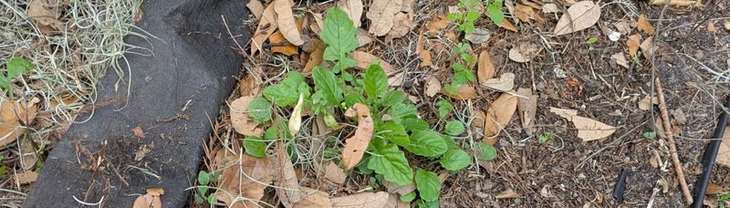 Weed Seeds Sprout Right On Top Of The Fabric