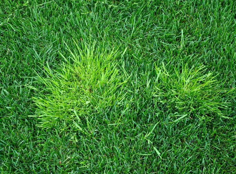 Weeds And Early Weed Herbicides Compete With Seedlings Weeds And Early Weed Herbicides Compete With Seedlings