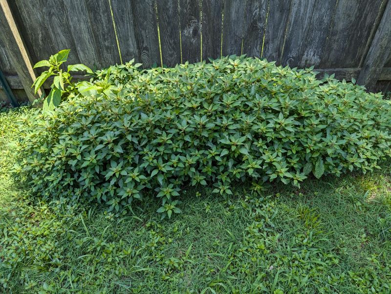 Weeds And Thatch Block Sprouts