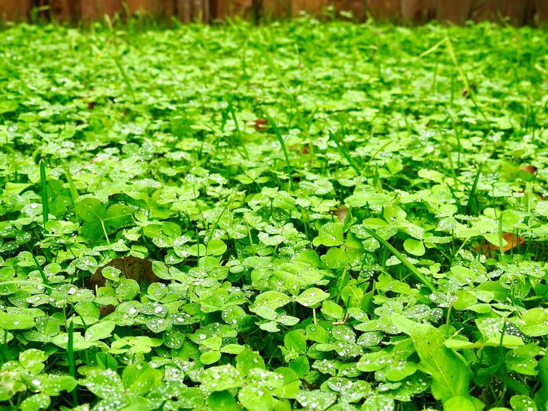 Weeds Love a Wet Winter as Much as You Love Your Garden Weeds Love a Wet Winter as Much as You Love Your Garden