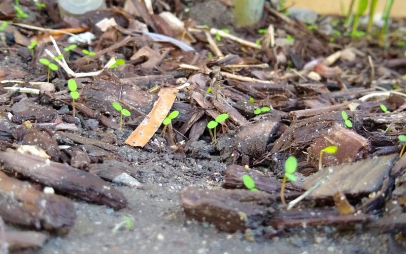 Weeds Sprout After The First Rains Weeds Sprout After The First Rains