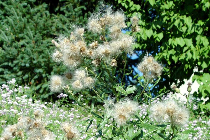 Weeds That Have Gone To Seed