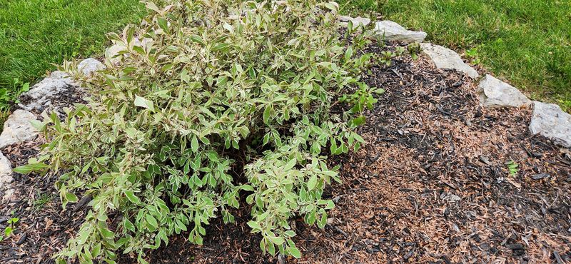 Weigela For A Fast Recovery Weigela For A Fast Recovery