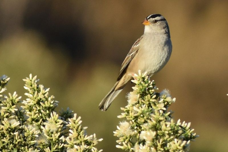Welcoming Wildlife To Your Garden Welcoming Wildlife To Your Garden