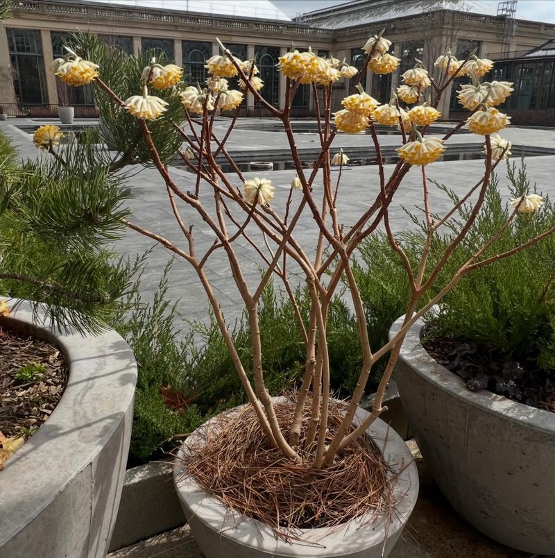 Well-Drained Soil Supports Healthy Root Growth Well-Drained Soil Supports Healthy Root Growth