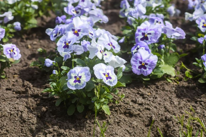 Well-Established Pansies Bloom Through Mild Winter Spells