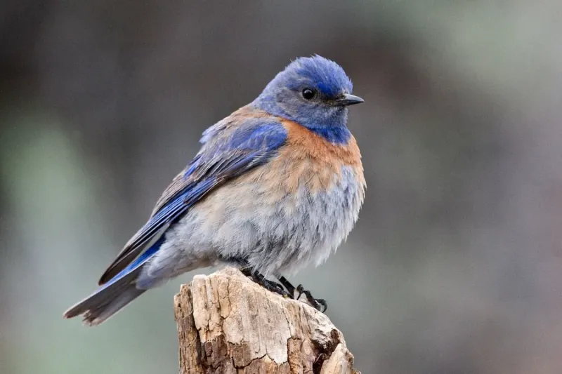Western Bluebird Western Bluebird