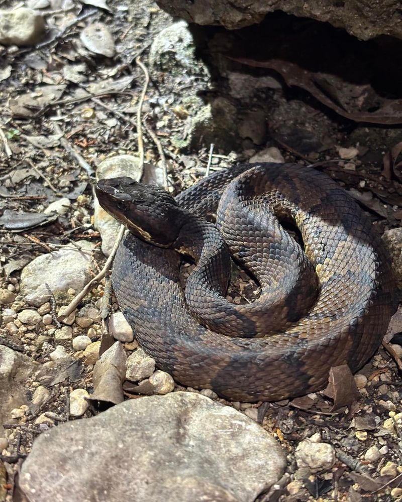 Western Cottonmouth