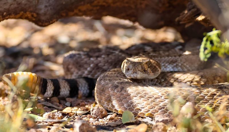Western Diamondback Rattlesnake