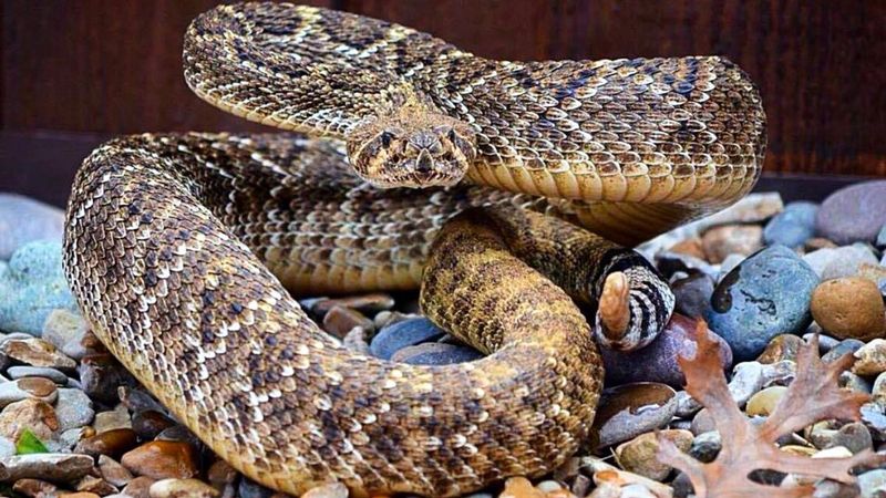 Western Diamondback Rattlesnake
