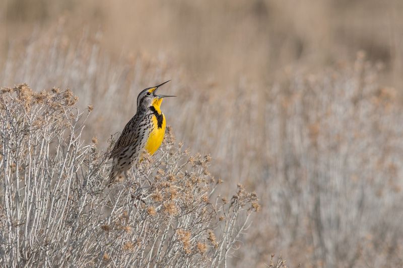 Western Meadowlark