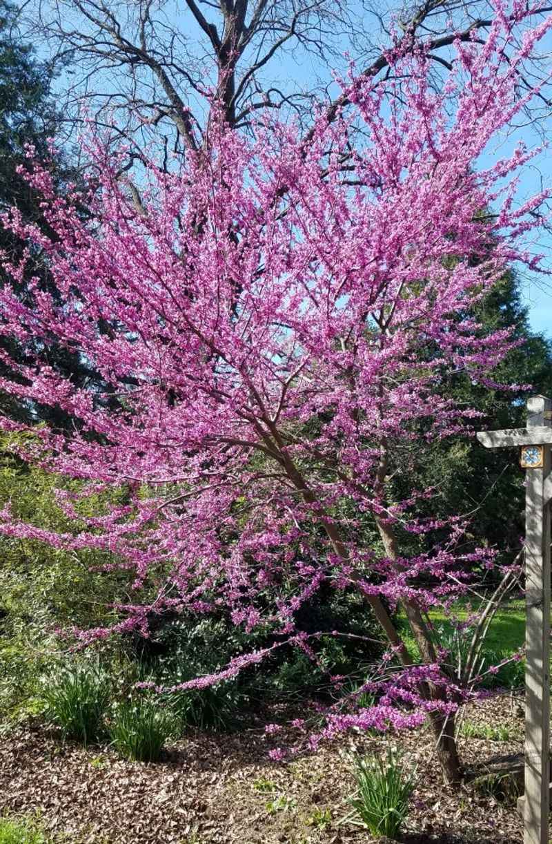 Western Redbud And Toyon Handle Heavy Soil Western Redbud And Toyon Handle Heavy Soil