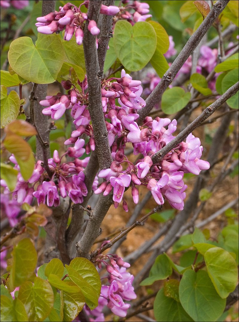 Western Redbud Gives Gardens Four Seasons Of Color