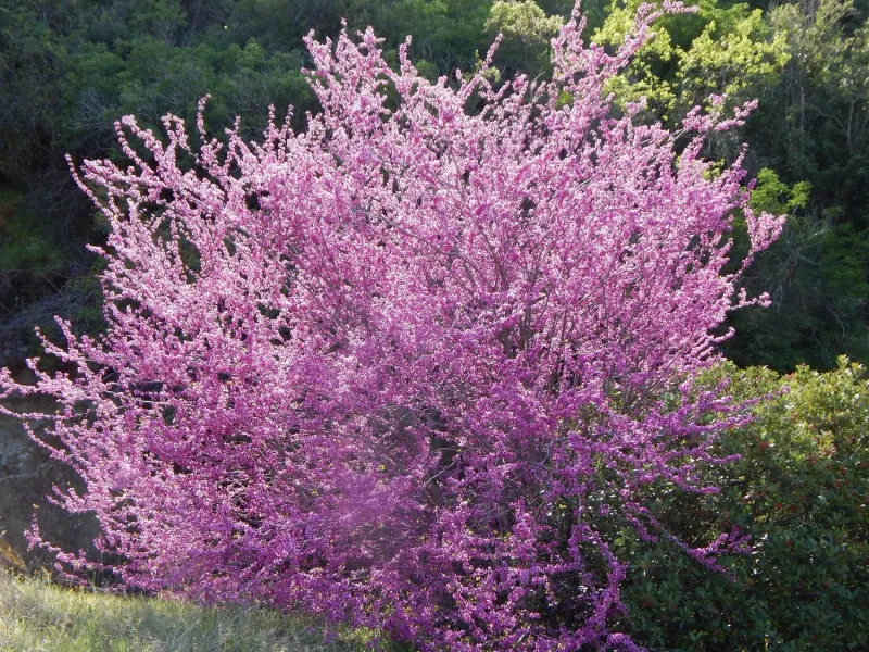 Western Redbud Leaves The Ground Wide Open