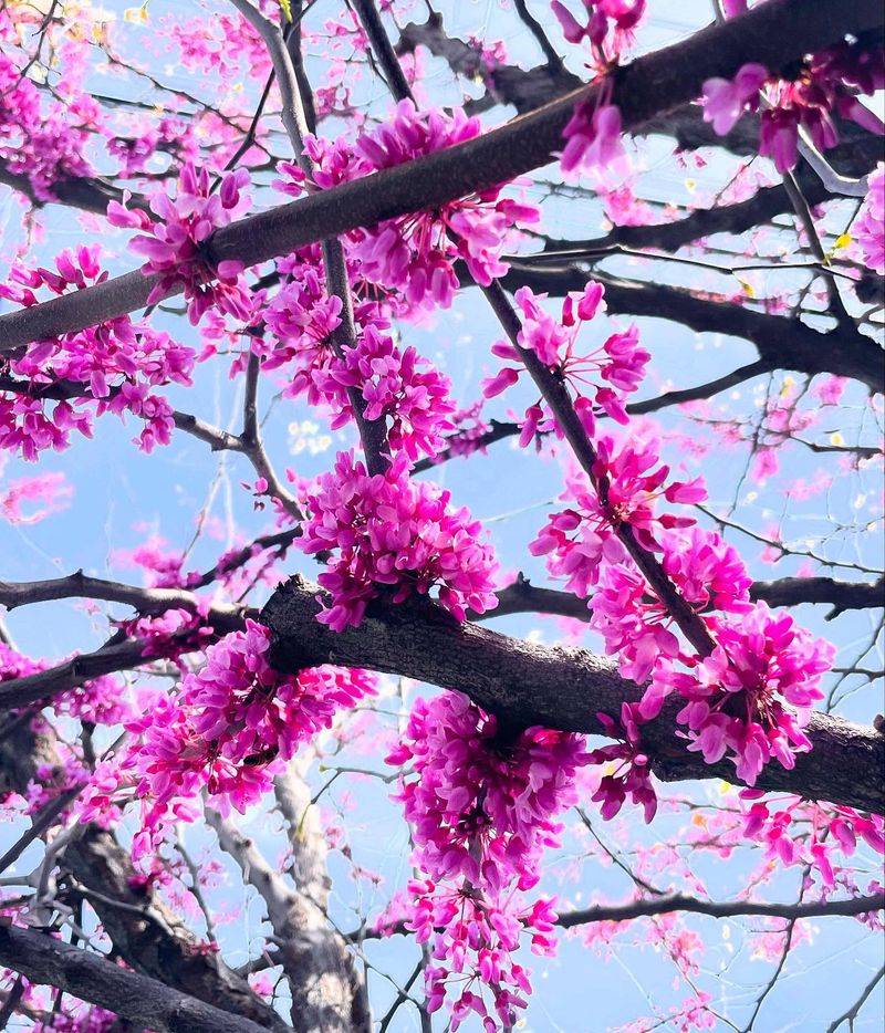 Western Redbud Rewards An Early Start