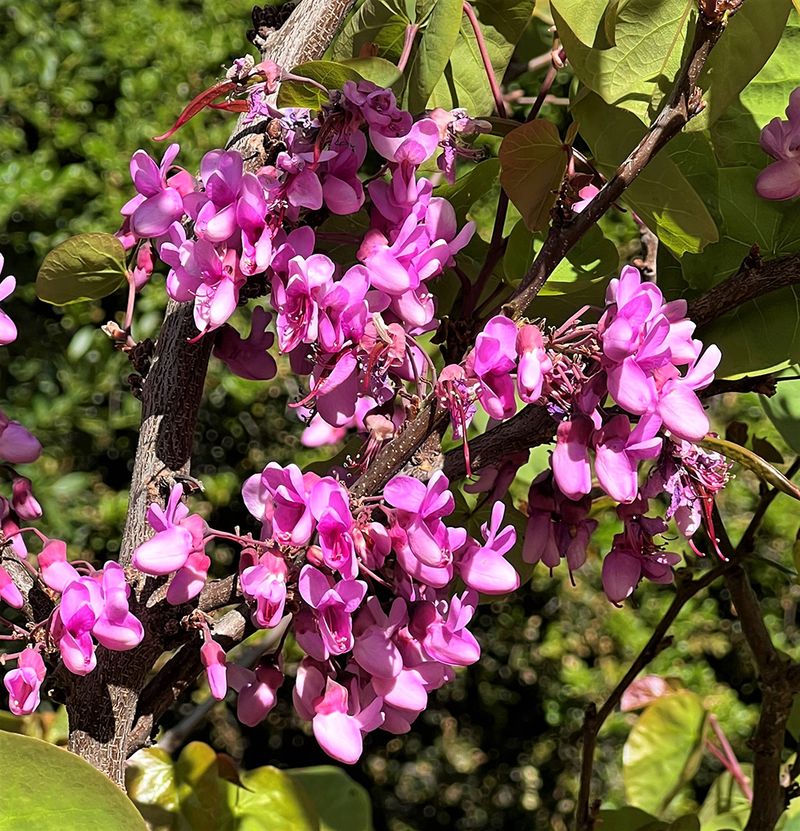 Western Redbud Wakes Up To Spring Blooms Western Redbud Wakes Up To Spring Blooms
