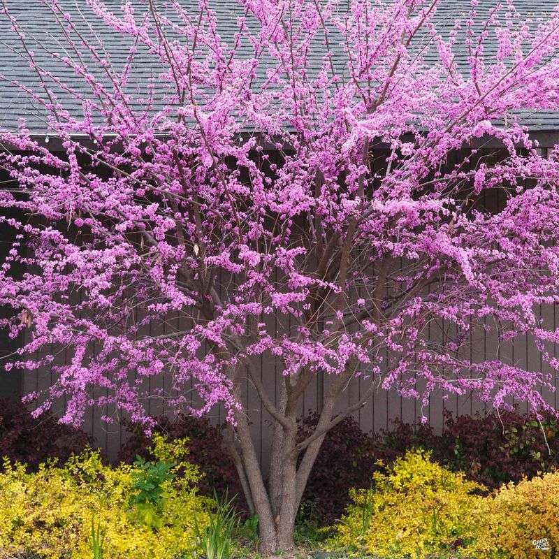 Western Redbud Works Better As An Accent Than A Hedge Western Redbud Works Better As An Accent Than A Hedge