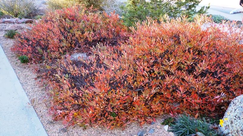 Western Sand Cherry Western Sand Cherry