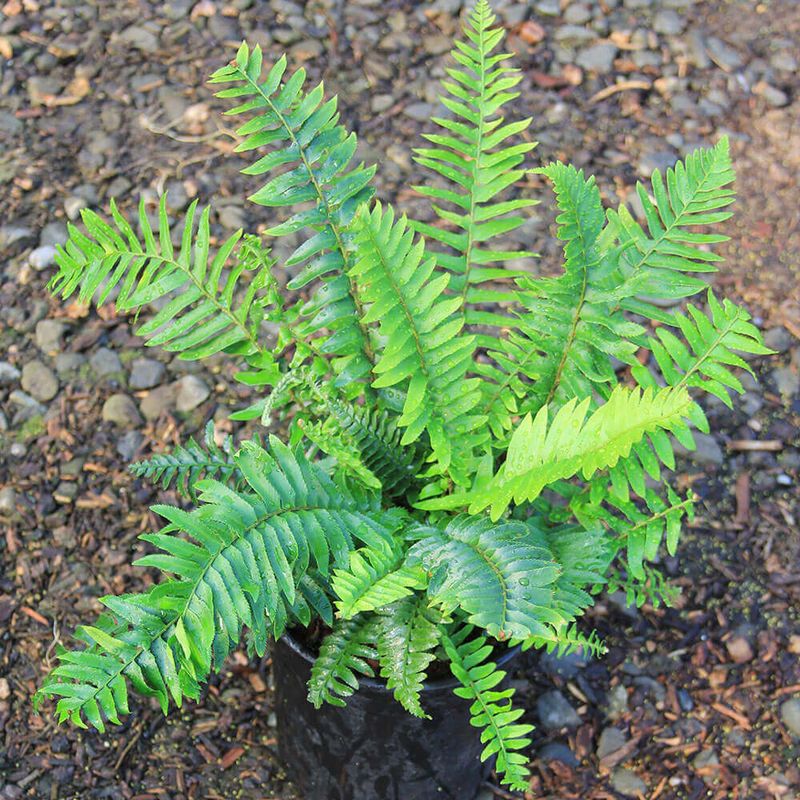 Western Sword Fern Stays Lush In Deep Shade