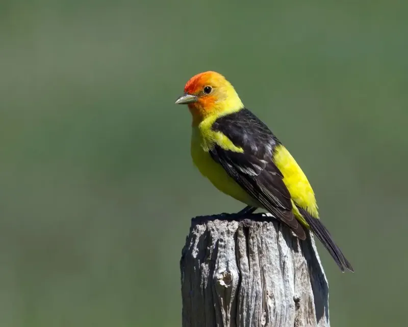Western Tanagers Pass Through In Fall