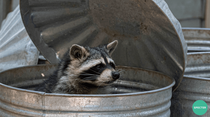 Wet Compost Attracts Unwanted Critters Wet Compost Attracts Unwanted Critters