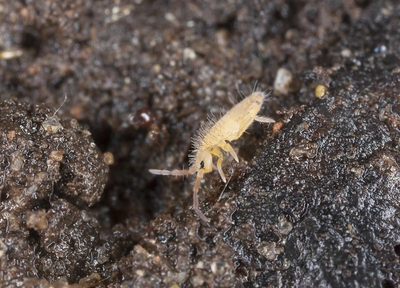 Wet Conditions Can Bring Them Out Of Mulch And Leaf Litter Wet Conditions Can Bring Them Out Of Mulch And Leaf Litter